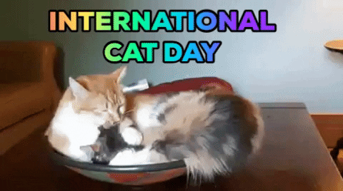 International Cat Day Mother Feline Licking Kittens GIF