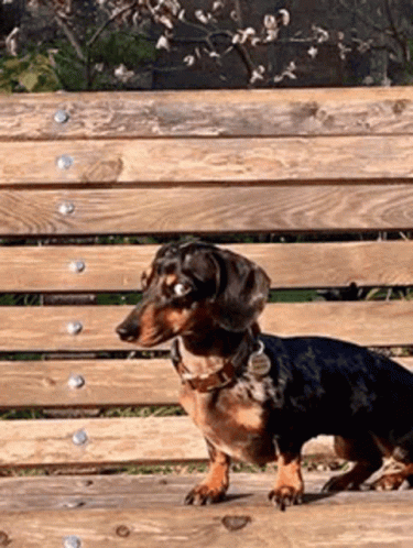 Intimidating Look Wiener Dog GIF