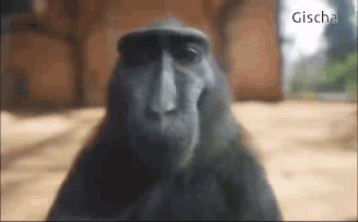 Intrigued Monkey Peeking Meme GIF
