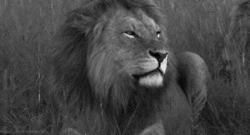 Irritated Lions Roaring GIF
