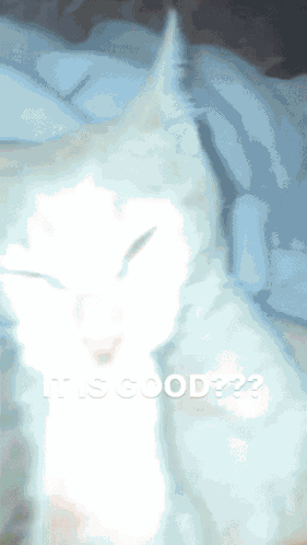 Is It Good Cat Licking Its Own Hands GIF