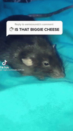 Is That Biggie Cheese GIF