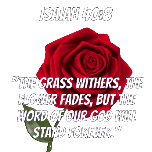 Isaiah 40 8 with Red Rose