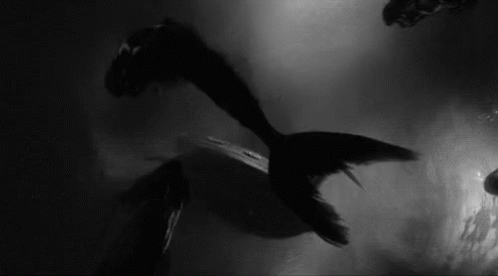 It Is A Black And White Photo Of A Mermaid Swimming In The Water . GIF