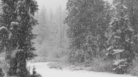 It Is A Black And White Photo Of A Snowy Forest . GIF