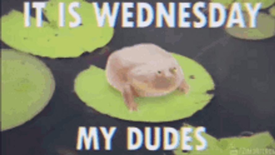 It Is Wednesday My Dudes Frog Dance GIF