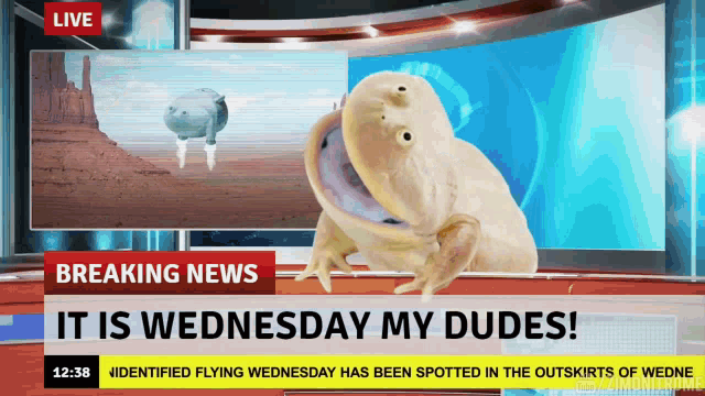 It Is Wednesday My Dudes Frog On News GIF