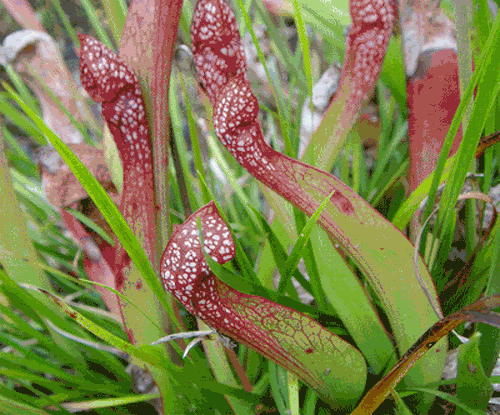 It's A Plant Trap GIF