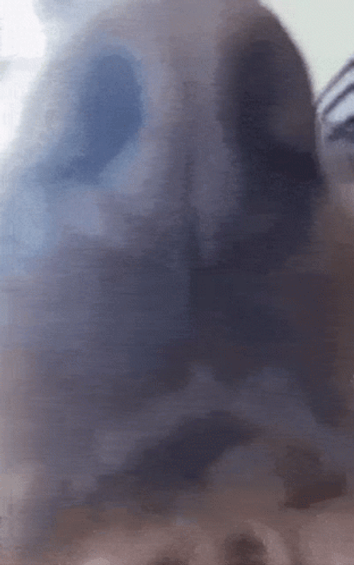 It's A Sniff Test GIF