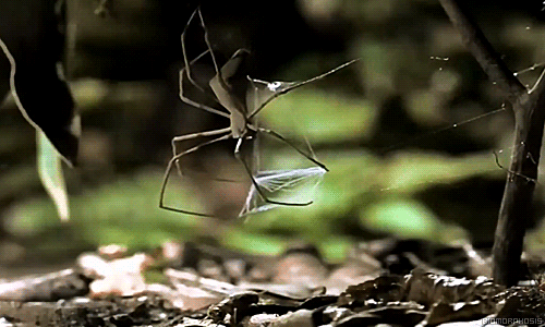 It's A Trap In Nature GIF