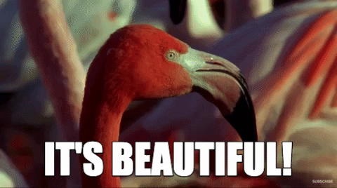 It's Beautiful Flamingo GIF