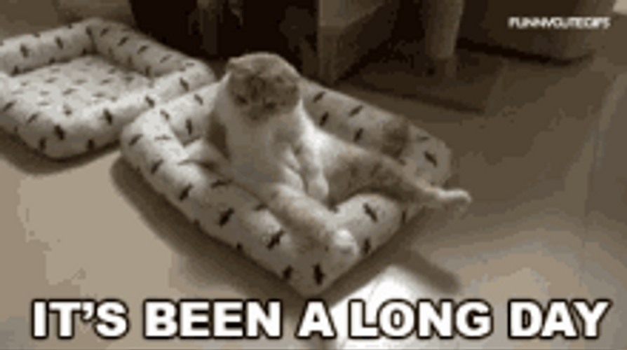 It's Been A Long Day Funny Cat GIF