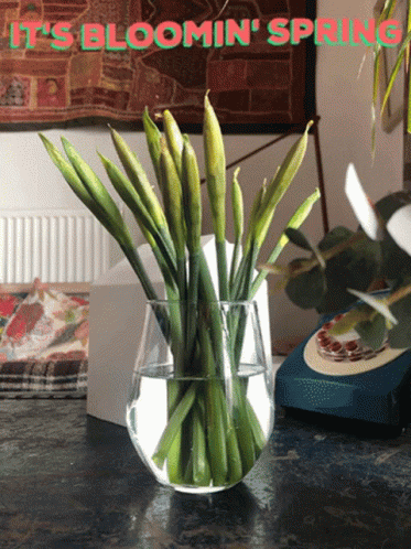 It's Bloomin Spring GIF