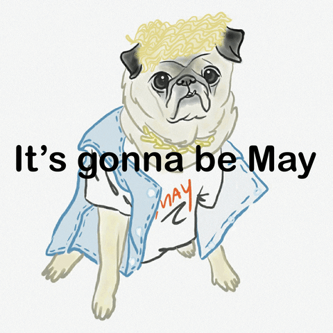 It's Gonna Be May Animated Justin Timberlake Dog GIF
