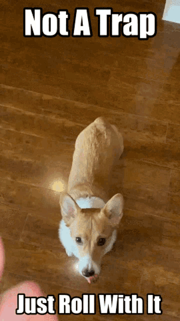 It's Not A Trap Just Roll Dog GIF