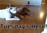 It's Only Tuesday Here Doggies GIF