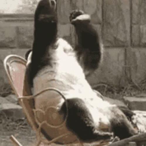 It's Only Wednesday Panda Face Palm GIF