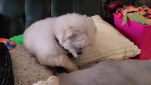 It's So Fluffy Cute Dog GIF