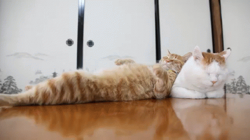 It's So Fluffy Sleeping Cats GIF