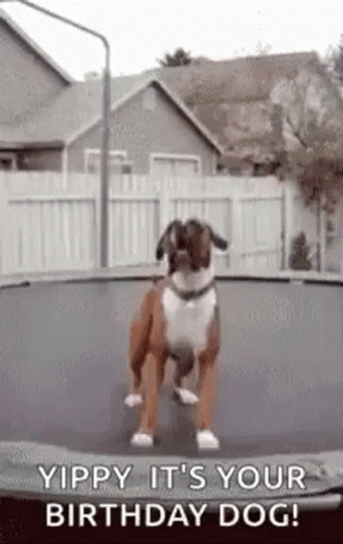 It's Your Happy Birthday Jumping Dog GIF