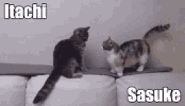Itachi And Sasuke Cats Head Poke Funny GIF