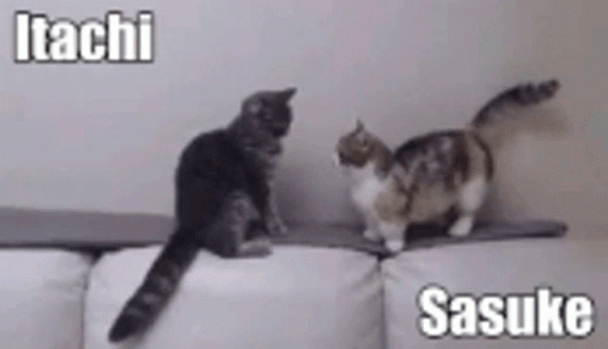 Itachi Vs Sasuke Cat Fight GIF