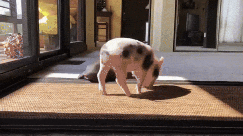 Itchy Piggy Thatll Do Pig GIF