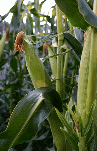 Its Corn Ear Stalk Shaky Shot GIF