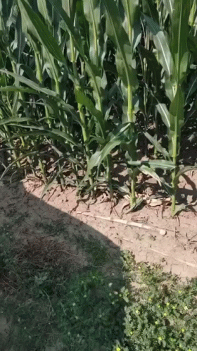 Its Corn Fields Tour Green Big Leaves GIF