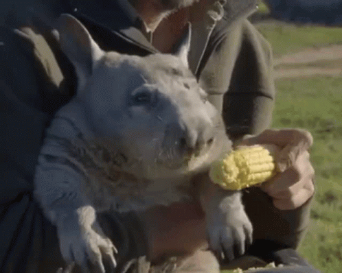 Its Corn Hungry Wombat Frantic Chomping GIF