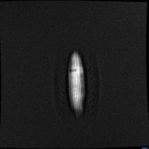 Its Corn Vibrant Xray Scan Effect GIF