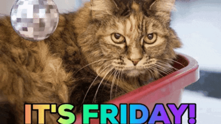 Its Friday Cat Disco Shades GIF