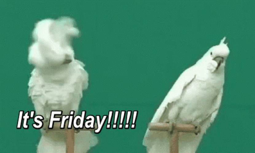 Its Friday Scream Cockatoo Birds GIF