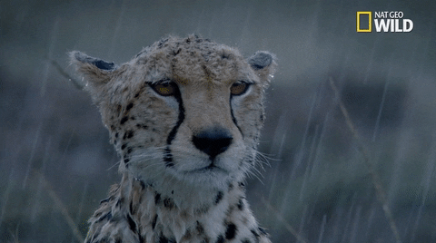 Its Gonna Rain Cheetah GIF