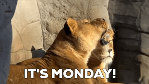 Its Monday Sleepy Lion GIF