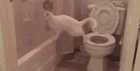 Its Poop Again Cat Falling GIF