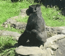 Its Poop Again Gorilla Pooping GIF