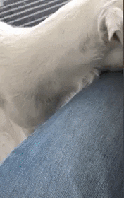 Its Poop Again I Need To Poop Again GIF