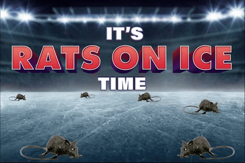 Its Rat Showering On Ice Time GIF