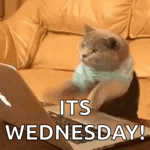 Its Wednesday Fortnite Cat Do Not Disturb Me GIF