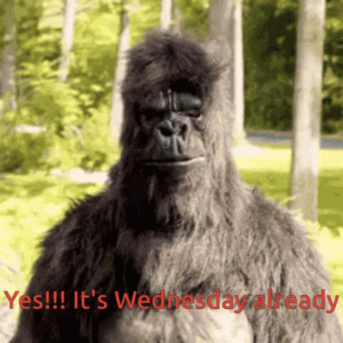 Its Wednesday Monkey Dance Thumbs Up GIF