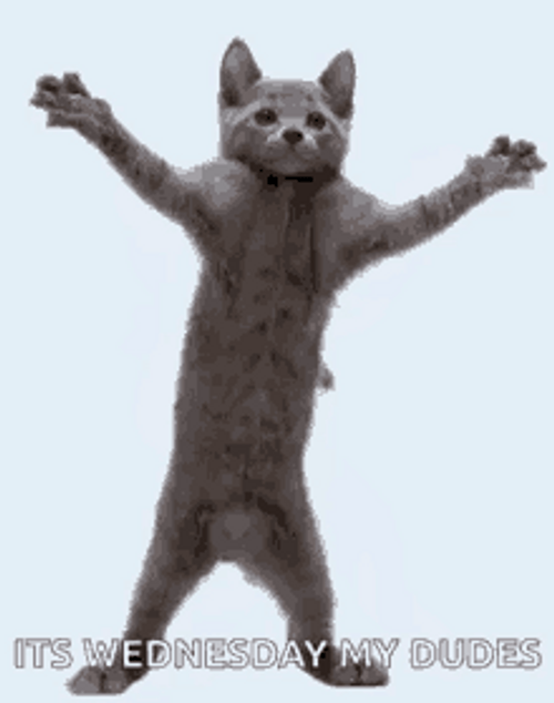 Wednesday animation, sad cat dance meme #wednesday #animation