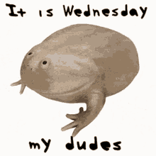Its Wednesday My Dudes Frog Animation GIF