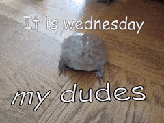 Its Wednesday My Dudes Frog GIF