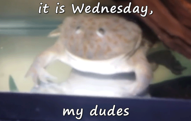 Its Wednesday My Dudes Frog Raising Hand GIF