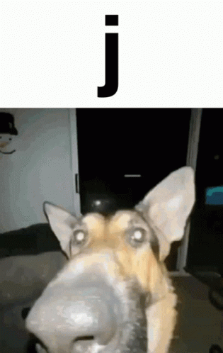J The Doggo GIF