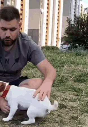 Jack Russell Terrier Back Flip GIF