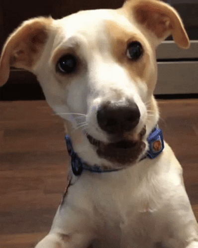Jack Russell Terrier Dog Barking GIF