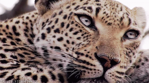 Jaguar Blinking Eyes GIF