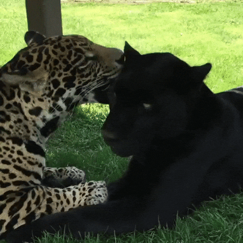 Jaguar Licking Partner GIF